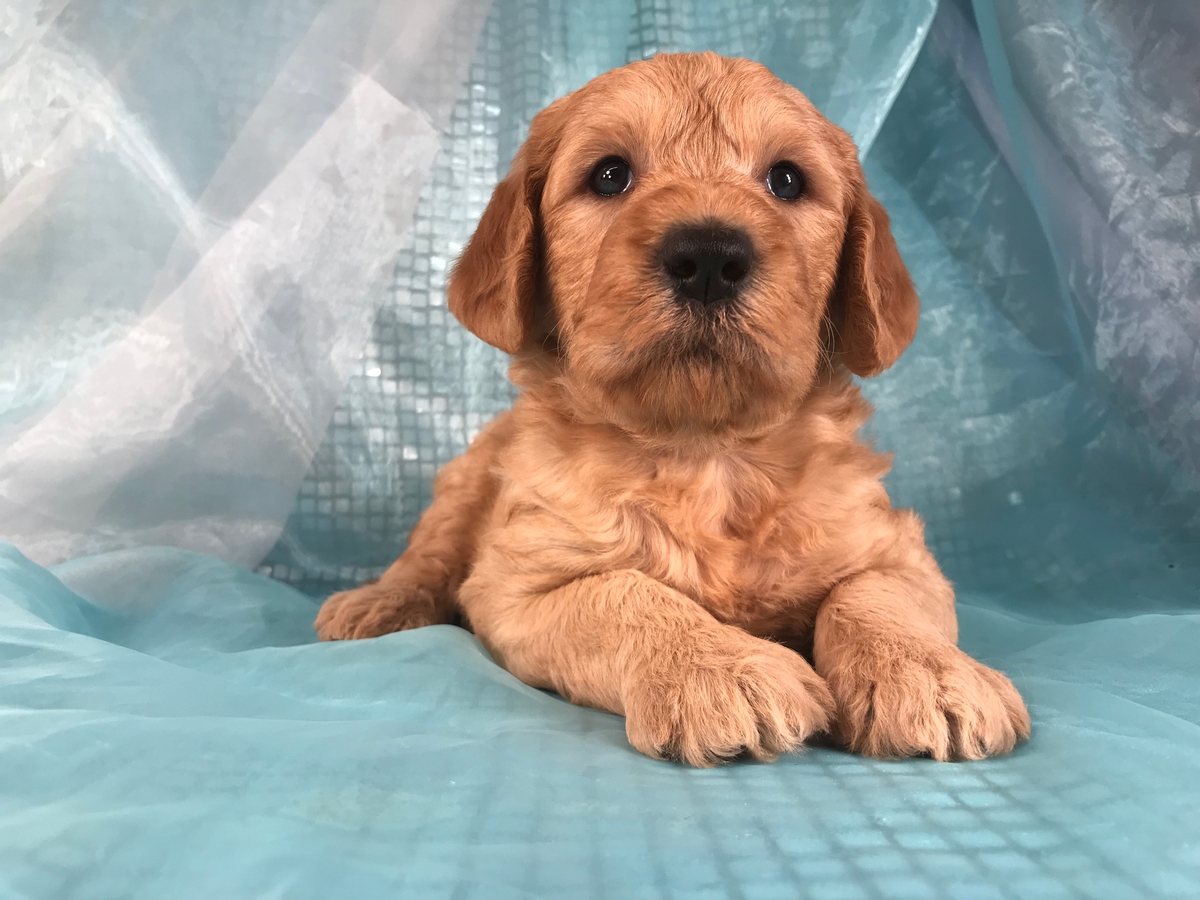F1b Red Standard Labradoodle Puppies For Sale In Iowa